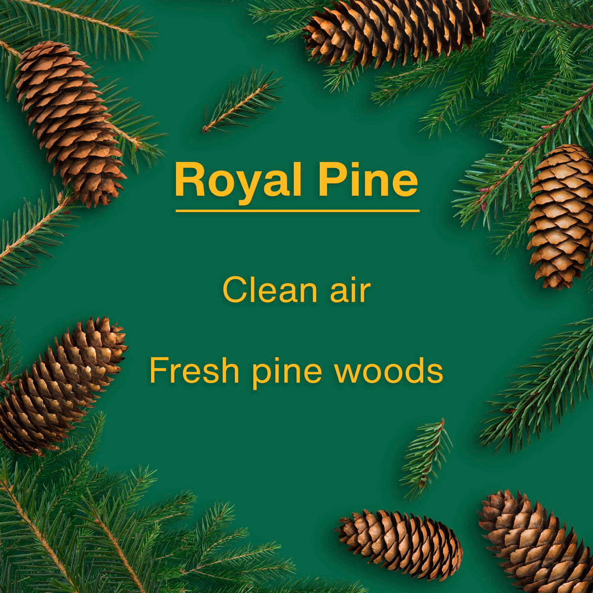 LITTLE TREES Royal Pine hanging from rearview mirror giving continuous fragrance