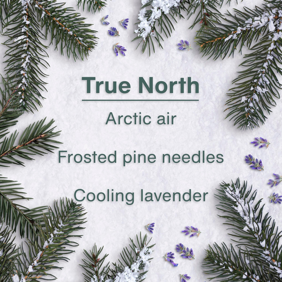 LITTLE TREES close detail of card texture highlighting long-lasting release