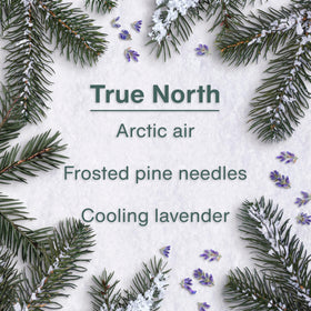 LITTLE TREES close detail of card texture highlighting long-lasting release